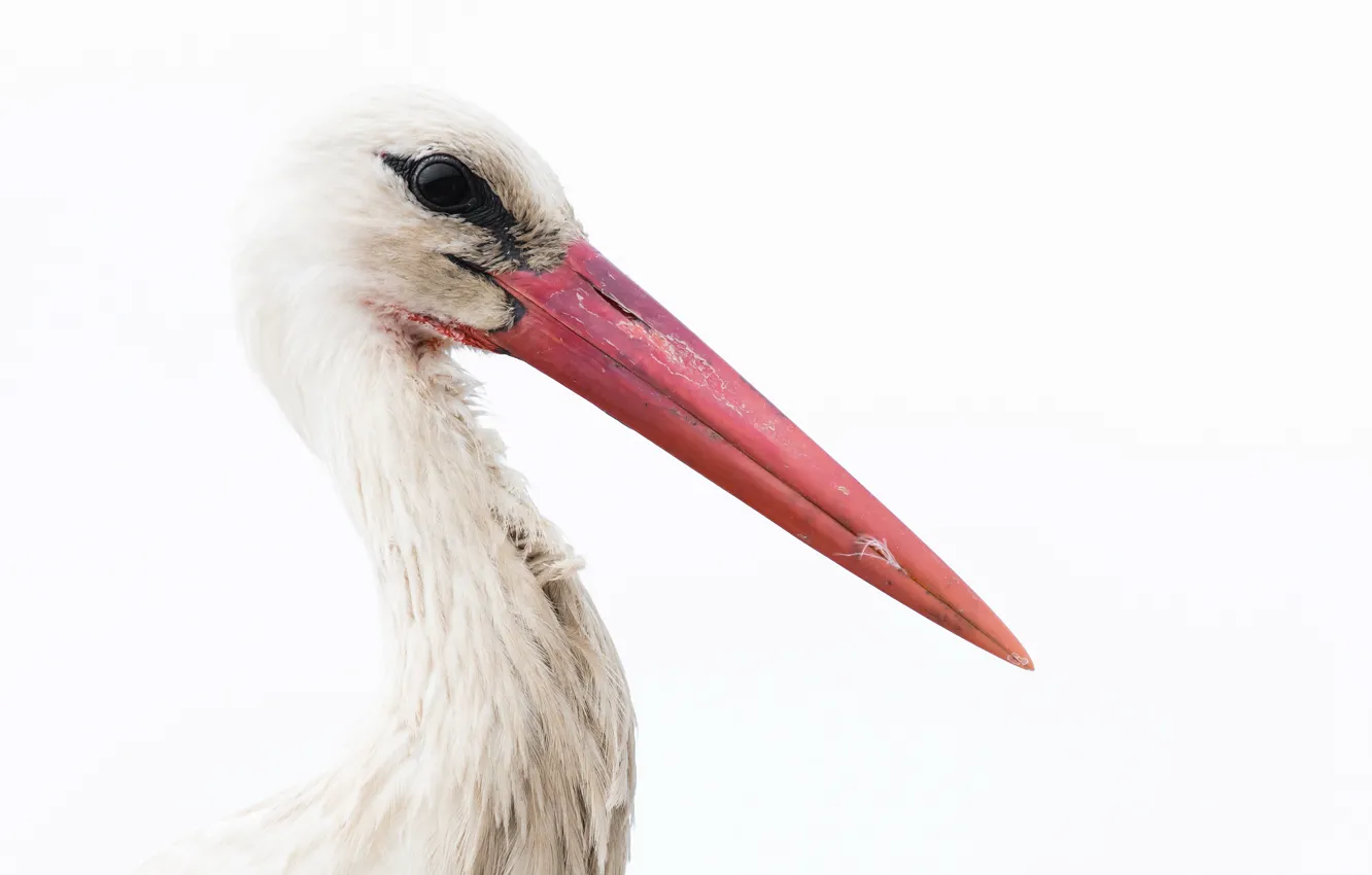 Photo wallpaper background, bird, stork