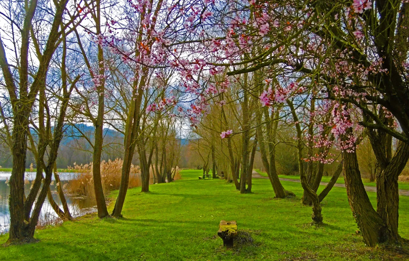Photo wallpaper lake, Park, spring, flowering, trees, park, lake, Spring