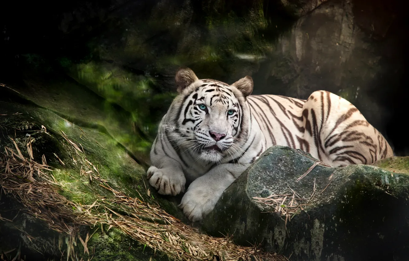 Photo wallpaper white, tiger, predator, blue-eyed