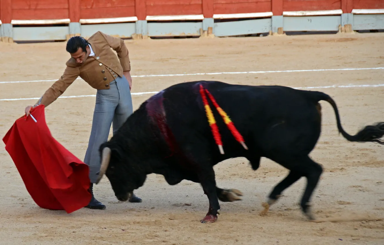 Photo wallpaper Spain, bull, Fiesta, festival, toros