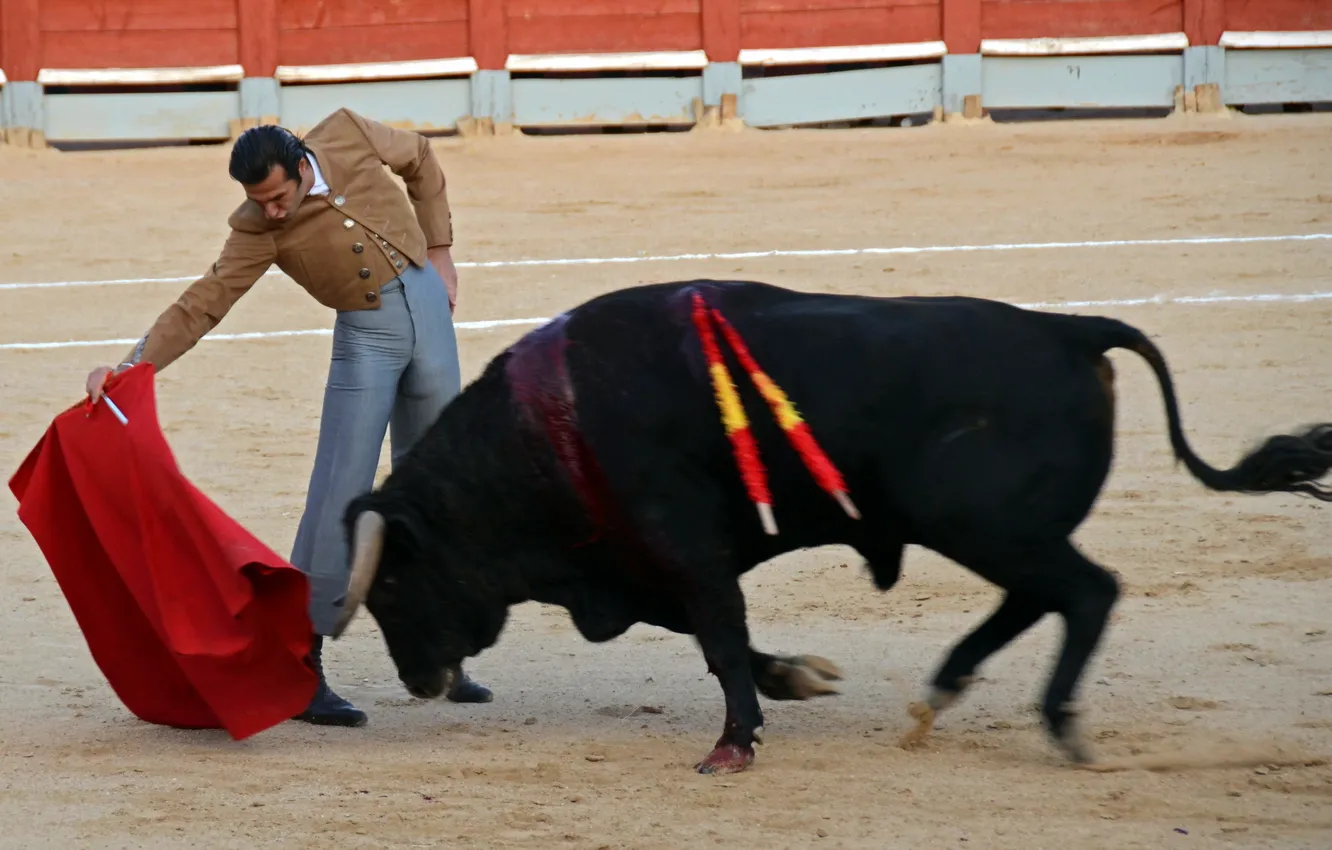 Photo wallpaper fiesta, Spain, bull, festival, toros