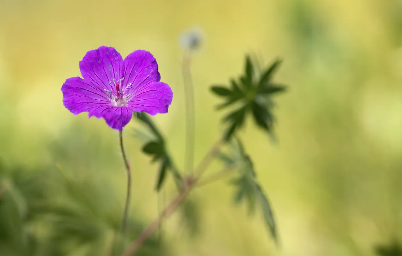 Photo wallpaper macro, flowers, background, green background