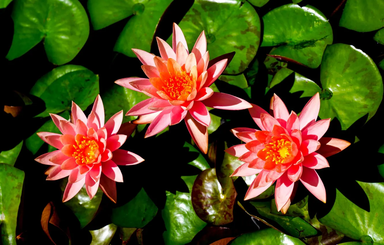 Photo wallpaper leaves, trio, Water Lily, Nymphaeum