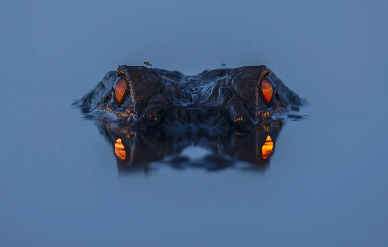 Photo wallpaper eyes, water, night, alligator, reflection, alligator
