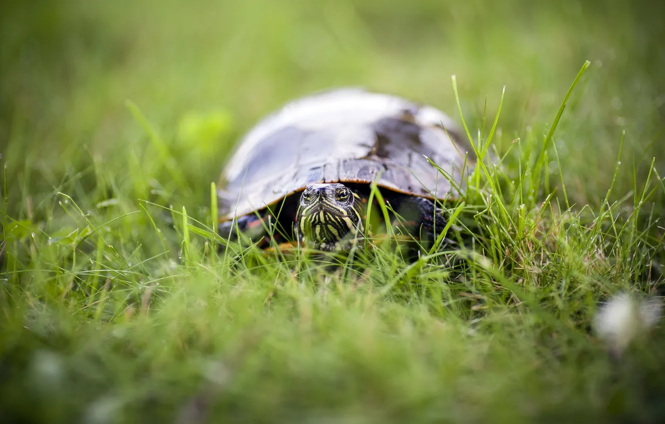 Photo wallpaper nature, background, turtle