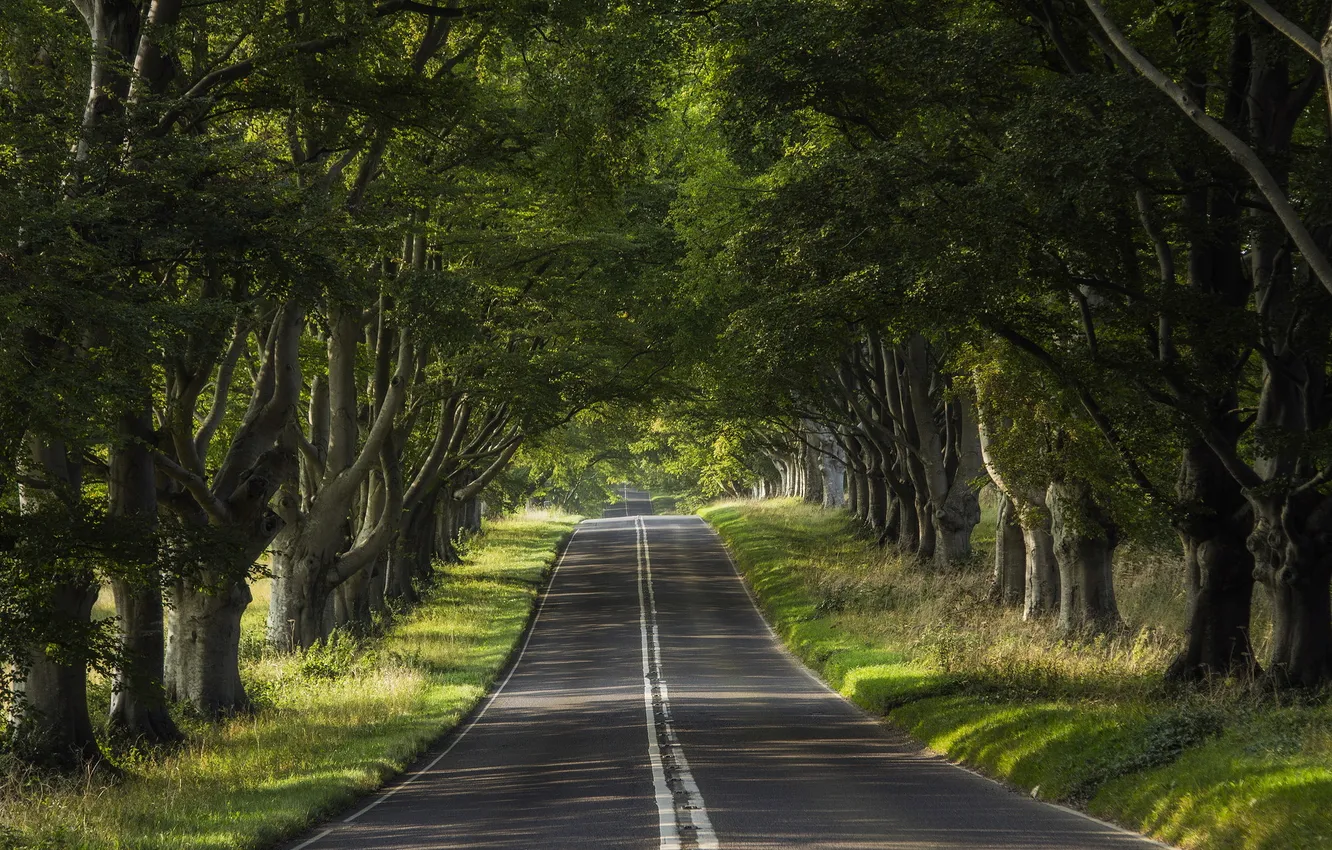 Photo wallpaper road, trees, landscape