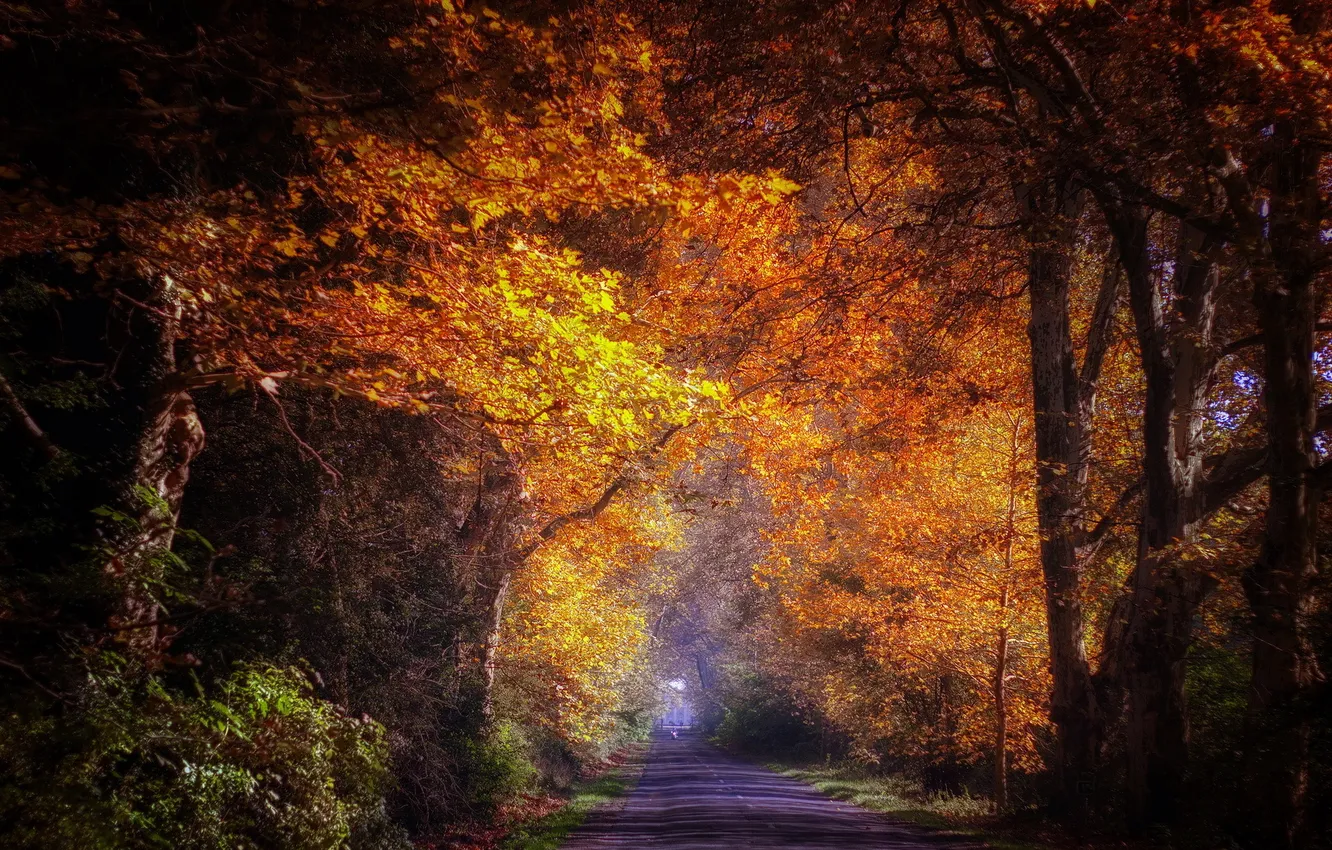 Photo wallpaper road, forest, landscape, nature