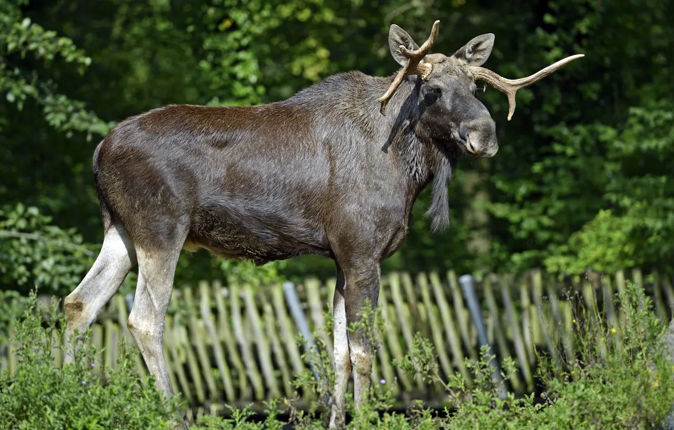 Photo wallpaper grass, look, moose