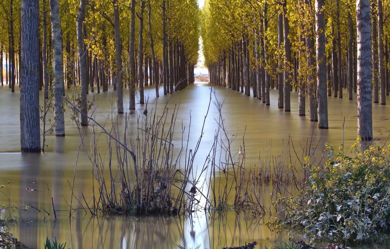 Photo wallpaper water, trees, nature