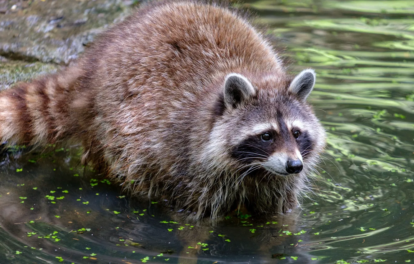 Photo wallpaper water, river, raccoon