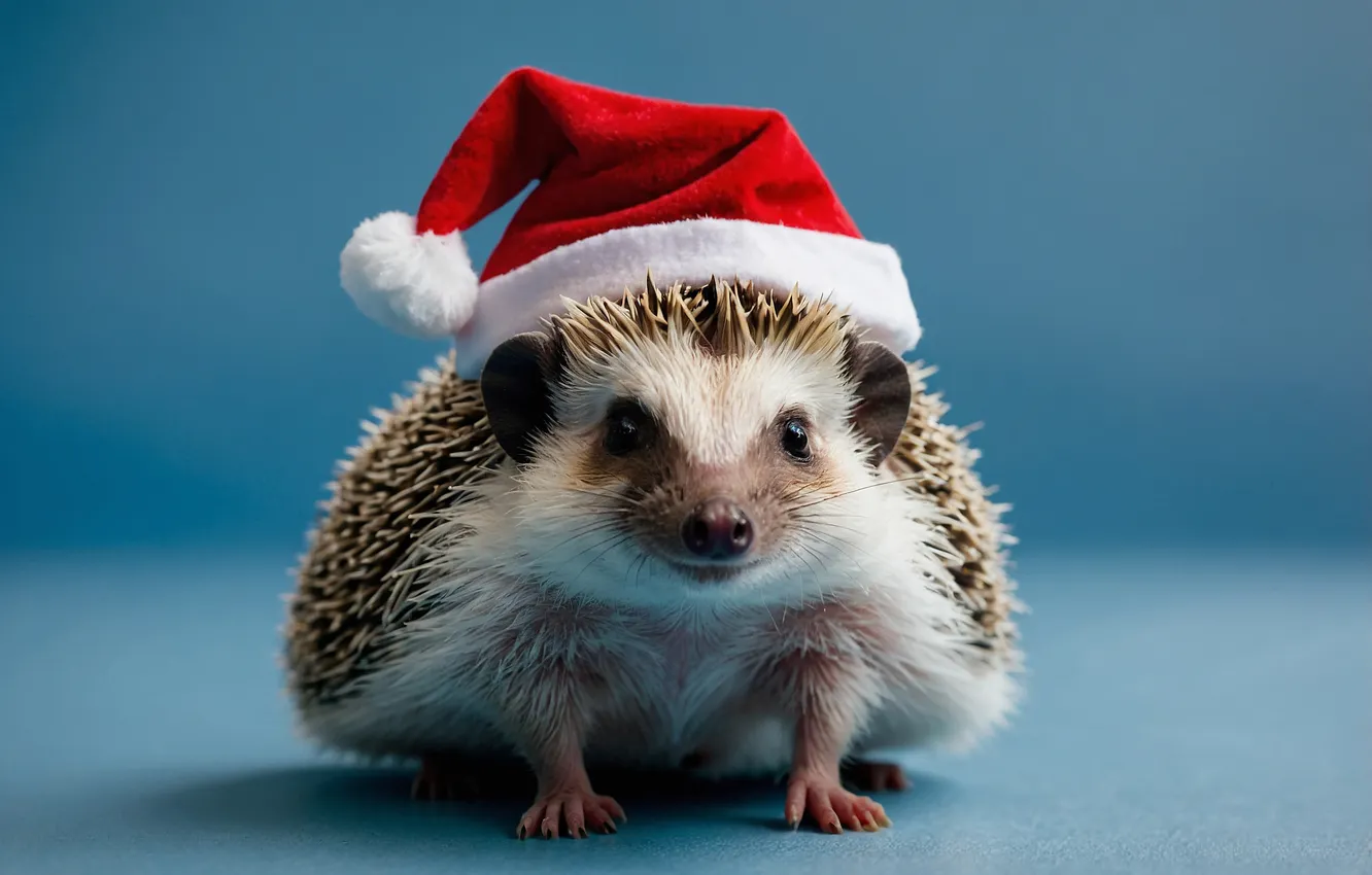 Photo wallpaper Christmas, New year, hedgehog, blue background, hedgehog, the Santa hat, AI art, neural network