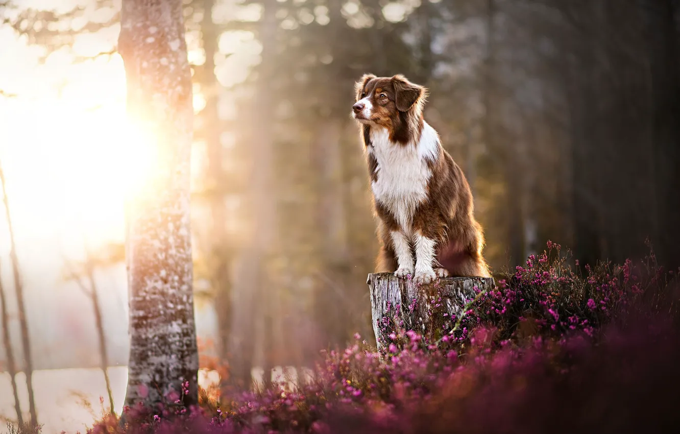 Photo wallpaper stump, dog, red, Kaylee