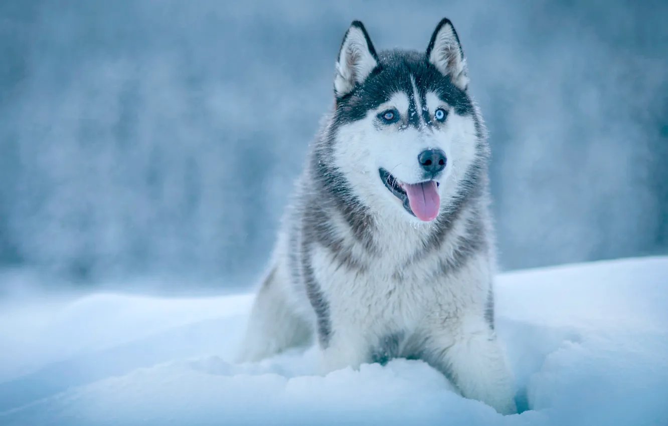 Photo wallpaper winter, language, snow, dog, Husky