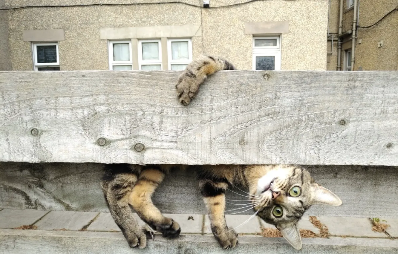 Photo wallpaper cat, cat, look, Board