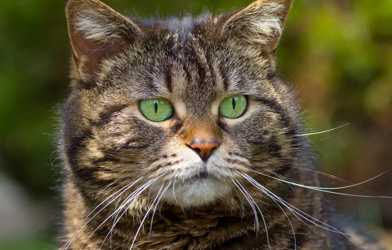 Photo wallpaper cat, mustache, background, striped, green eyes