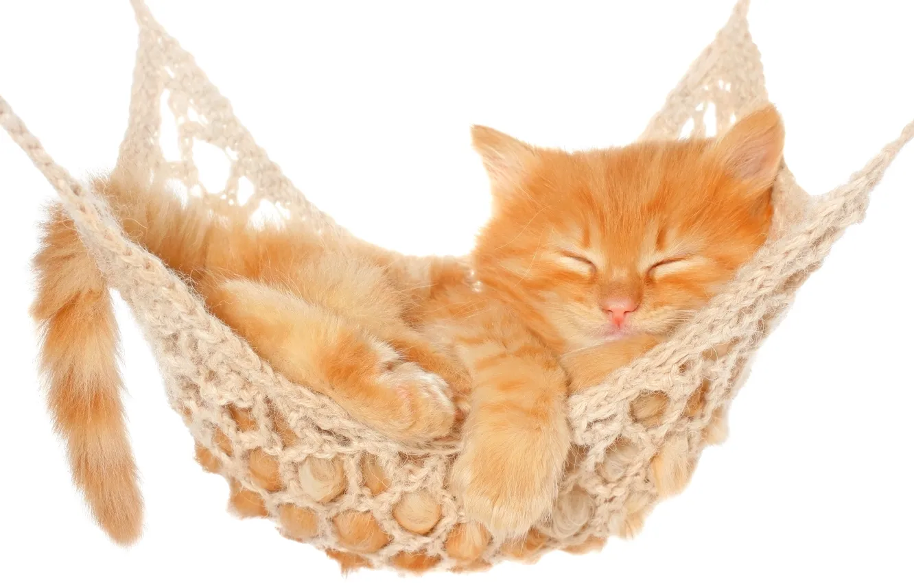 Photo wallpaper cat, cat, stay, sleep, hammock, white background, kitty