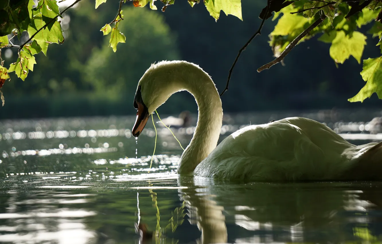 Photo wallpaper leaves, water, branches, bird, Swan