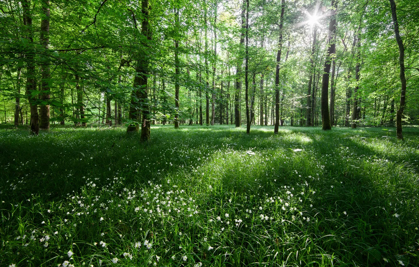 Photo wallpaper forest, light, trees, flowers, nature