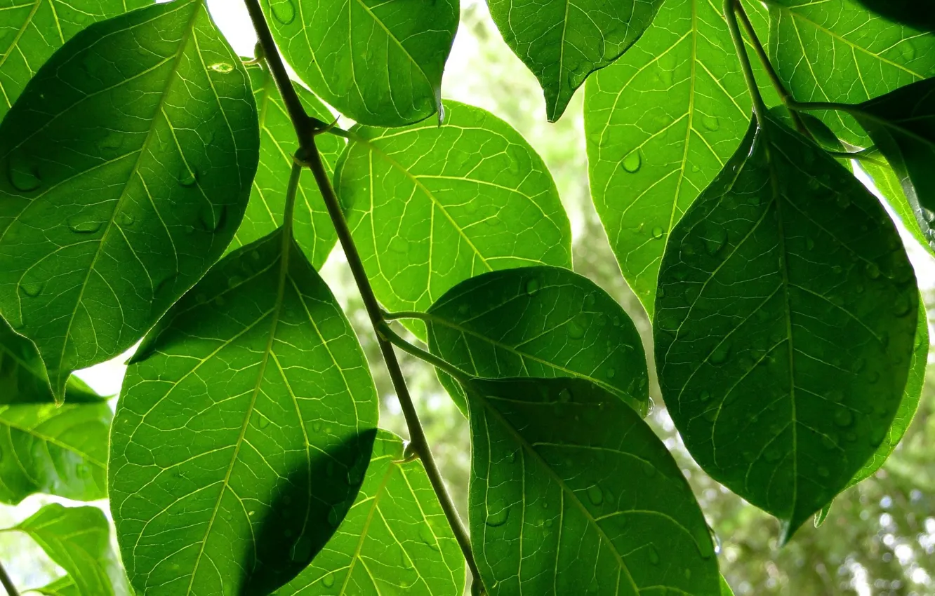 Photo wallpaper leaves, drops, green leaves