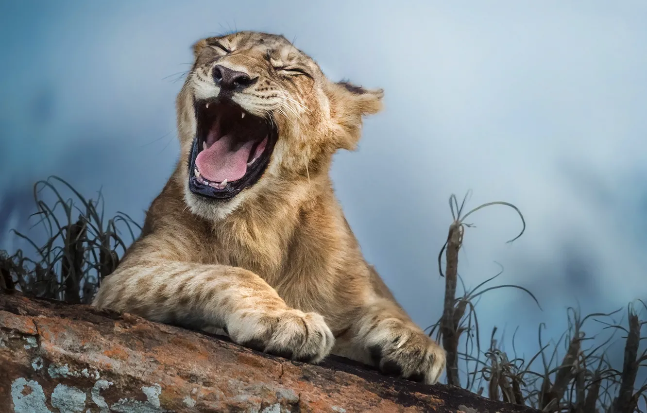 Photo wallpaper kitty, lion, laughs