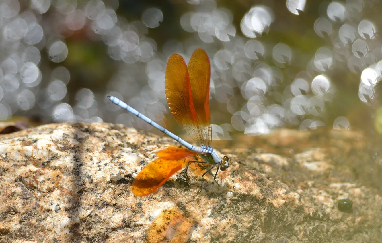 Photo wallpaper glare, wings, dragonfly, insect, orange