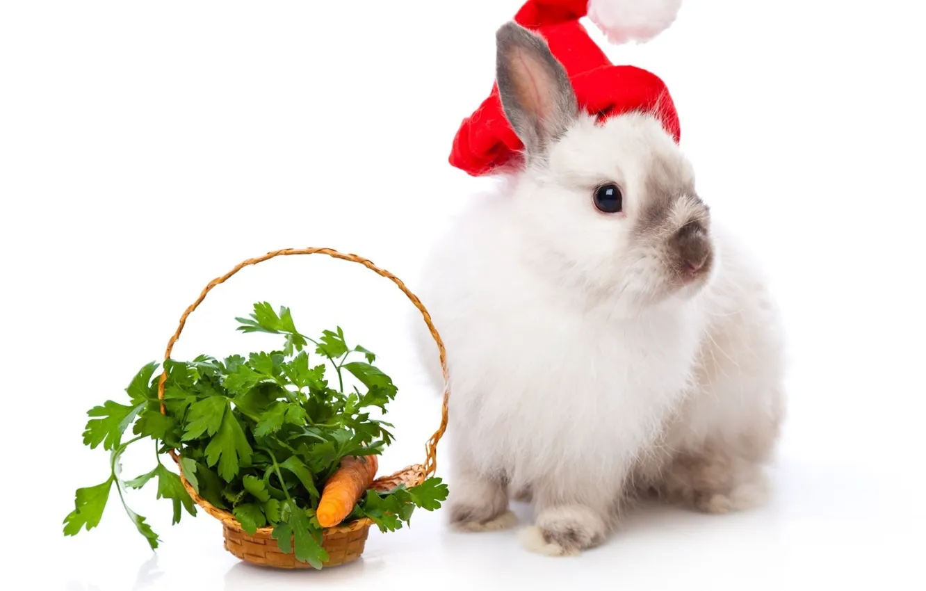 Photo wallpaper basket, rabbit, New year, carrots