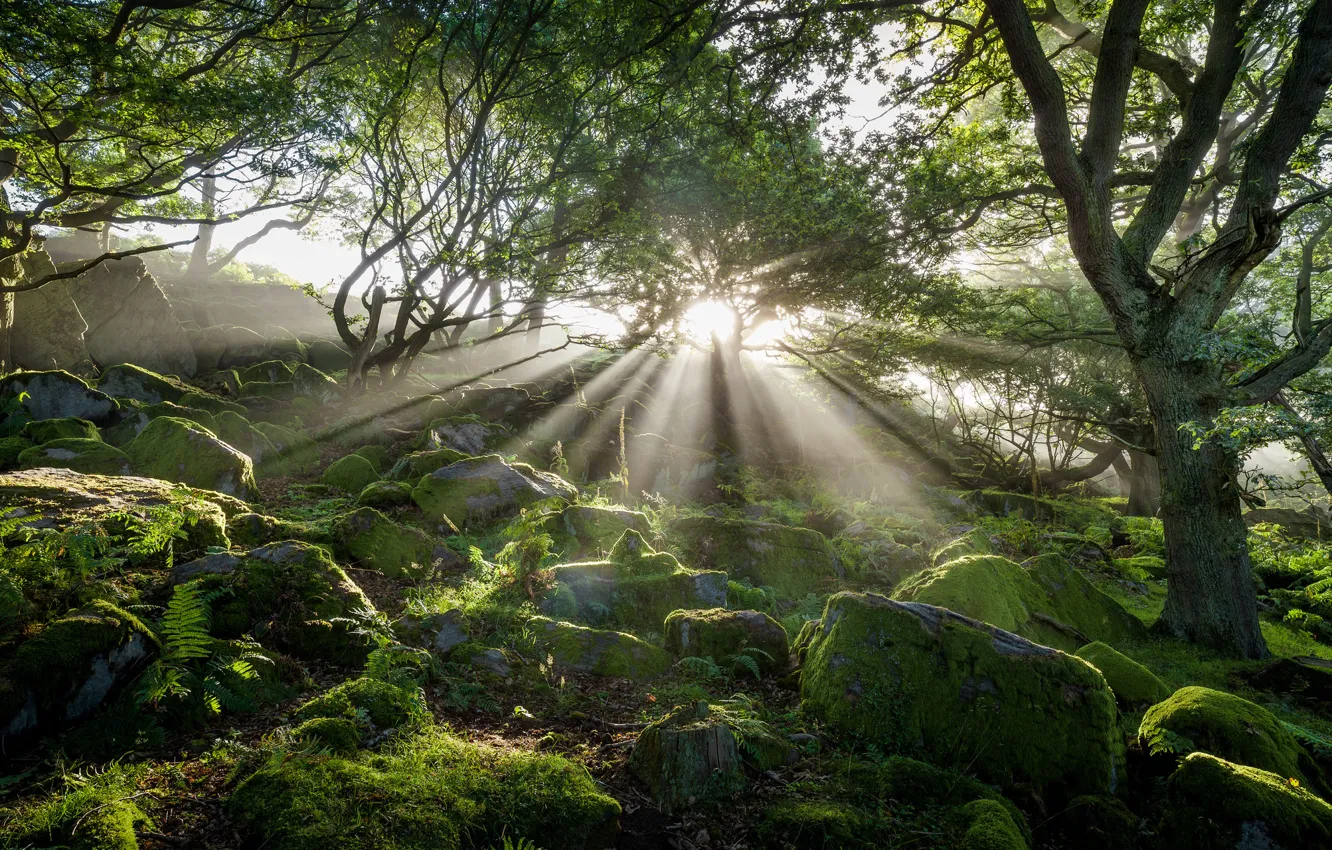 Photo wallpaper greens, trees, stones, England, moss, the rays of the sun, national Park peak district, peak …