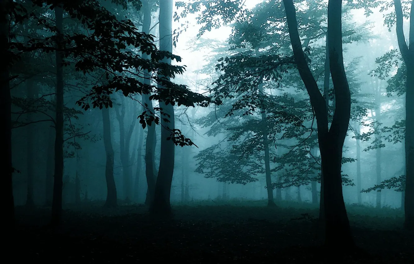 Photo wallpaper forest, trees, nature, fog, dark