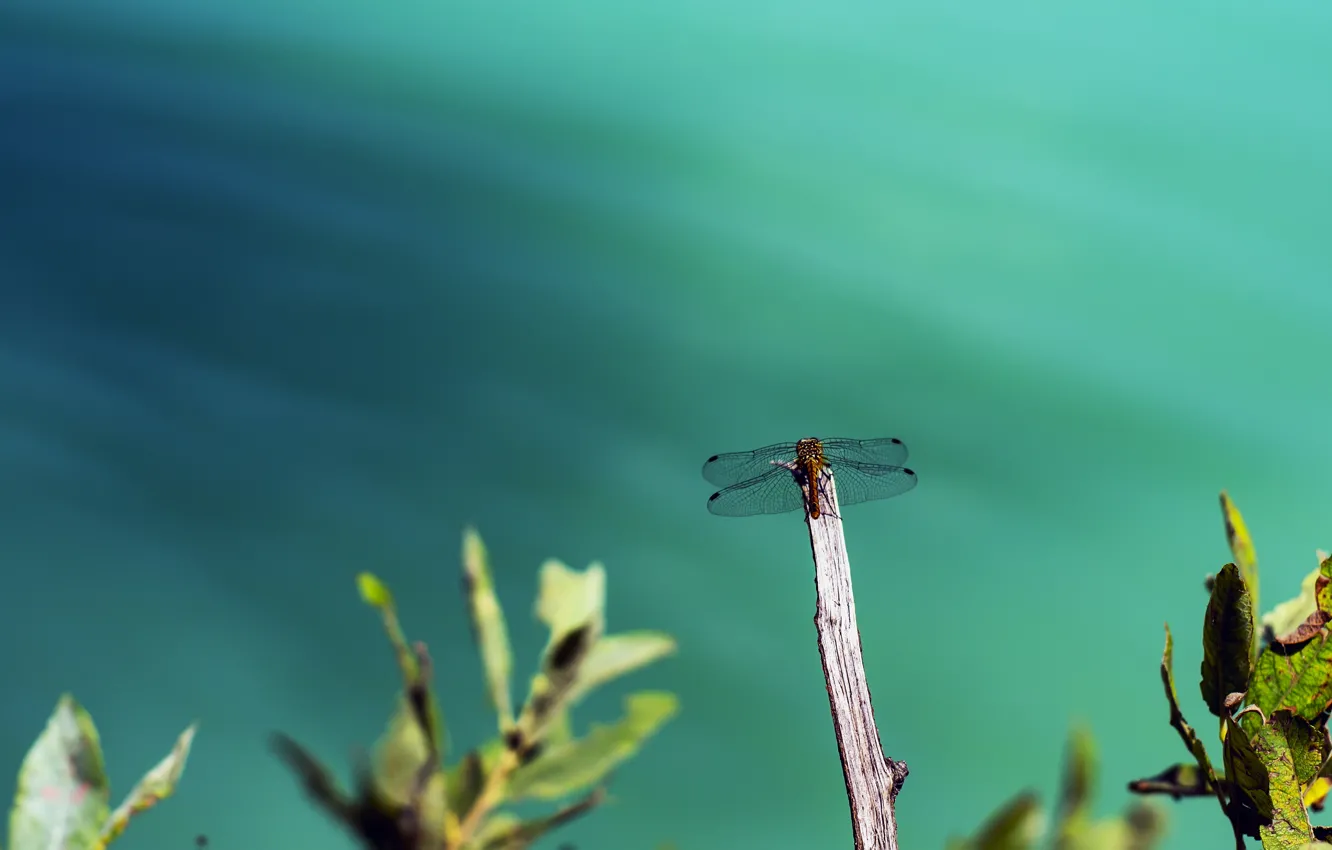 Photo wallpaper leaves, water, nature, dragonfly, insect
