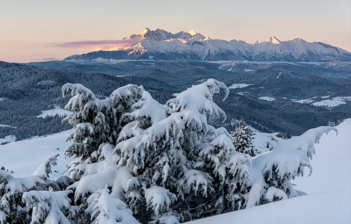 Photo wallpaper winter, frost, forest, the sky, snow, trees, mountains, branches