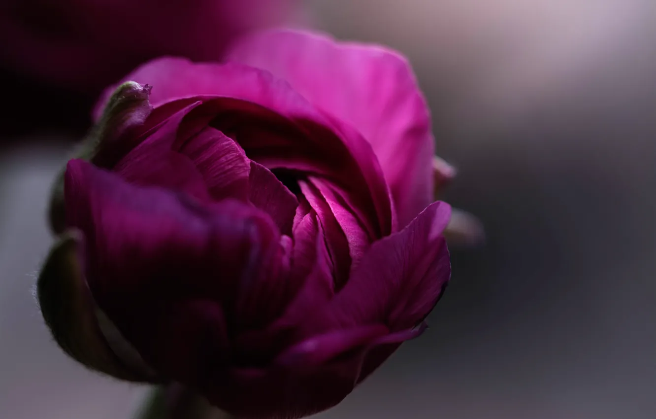 Photo wallpaper macro, buds, buttercups, Ranunculus, ranunculus
