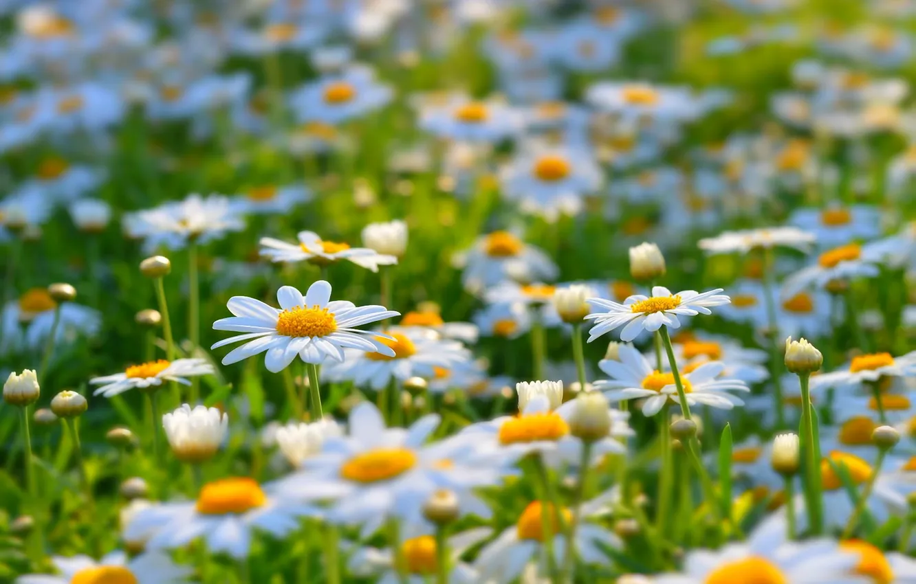 Photo wallpaper summer, flowers, nature, glade, chamomile