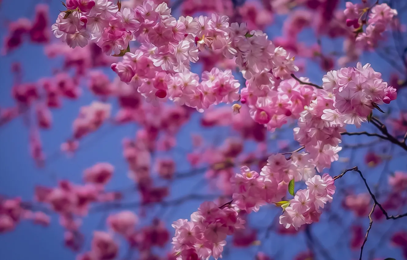 Photo wallpaper branches, cherry, treatment, Sakura, flowering