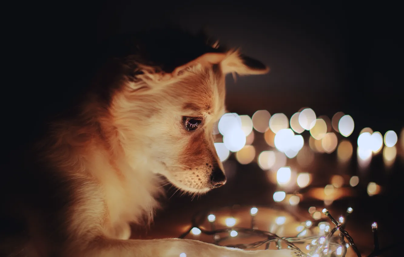 Photo wallpaper dog, New year, garland