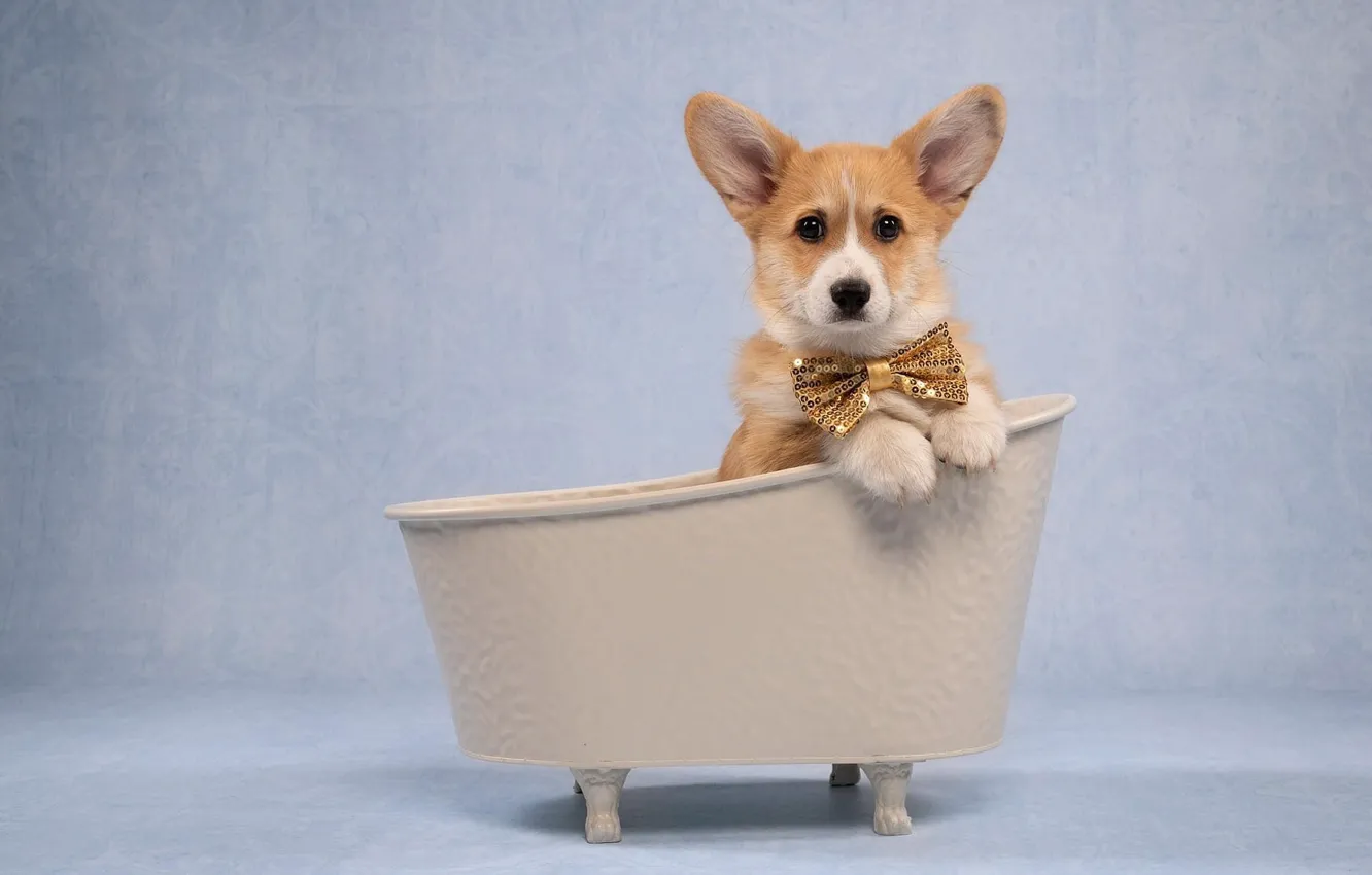 Photo wallpaper legs, dog, puppy, bathroom, red, face, bow, stand