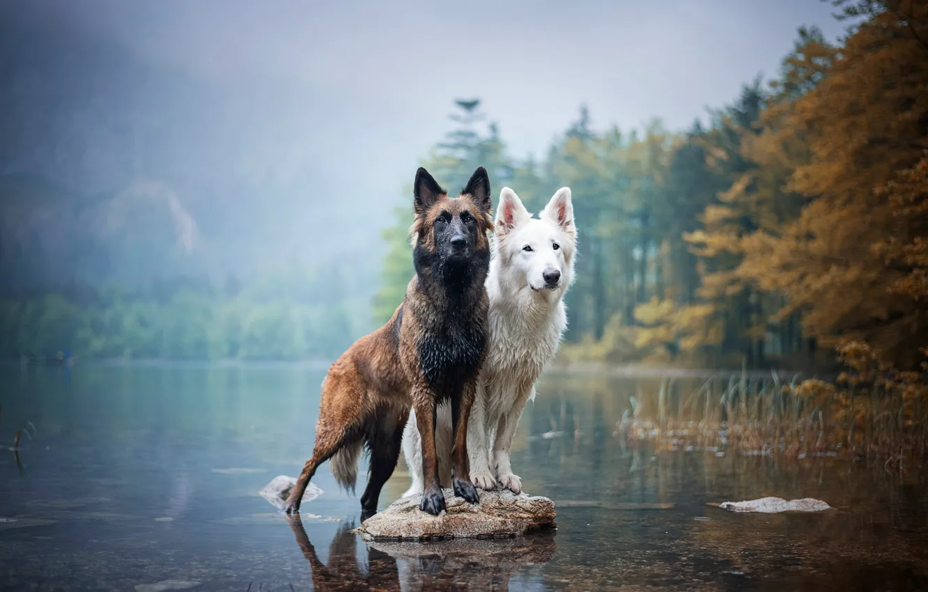 Photo wallpaper autumn, dogs, look, shore, stone, two, pair, a couple