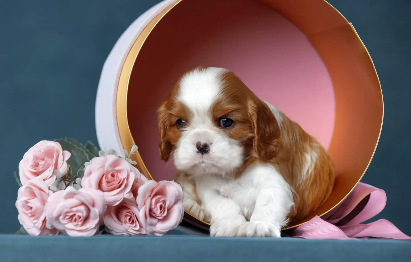 Photo wallpaper flowers, background, box, dog, tape, puppy, Cavalier-king-Charles-Spaniel, Svetlana Pisareva