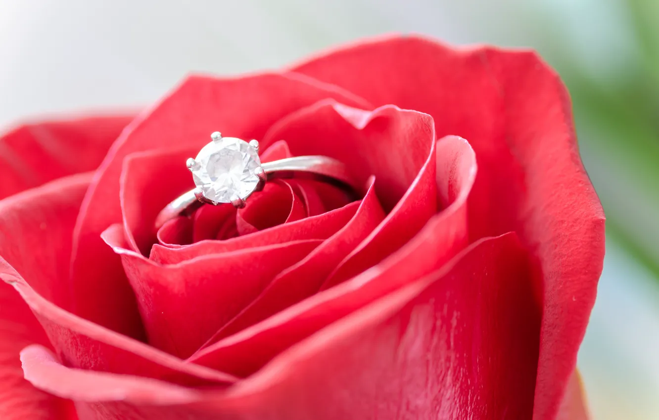 Photo wallpaper flower, rose, Bud, ring, red