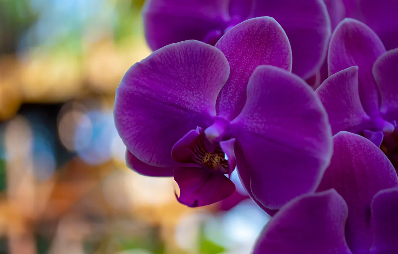 Photo wallpaper macro, flowers, background, bright, purple, orchids, lilac, bokeh