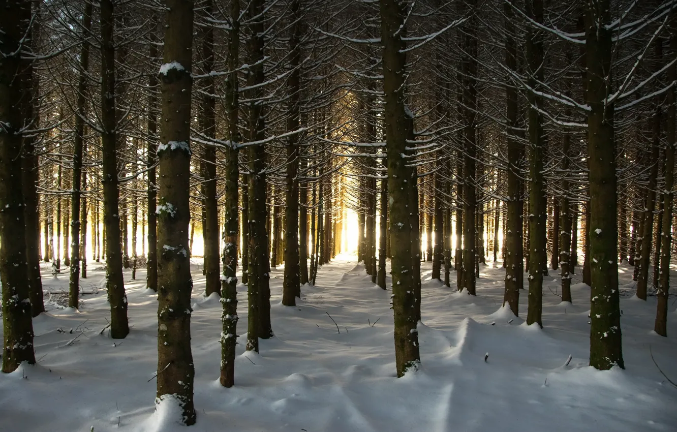 Photo wallpaper winter, forest, light, snow
