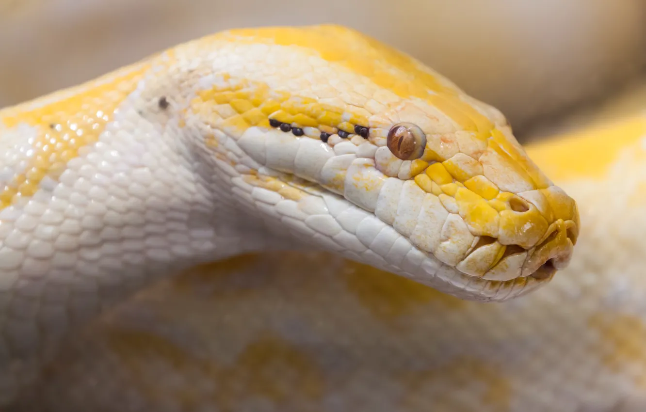 Photo wallpaper Snake, Python, tiger