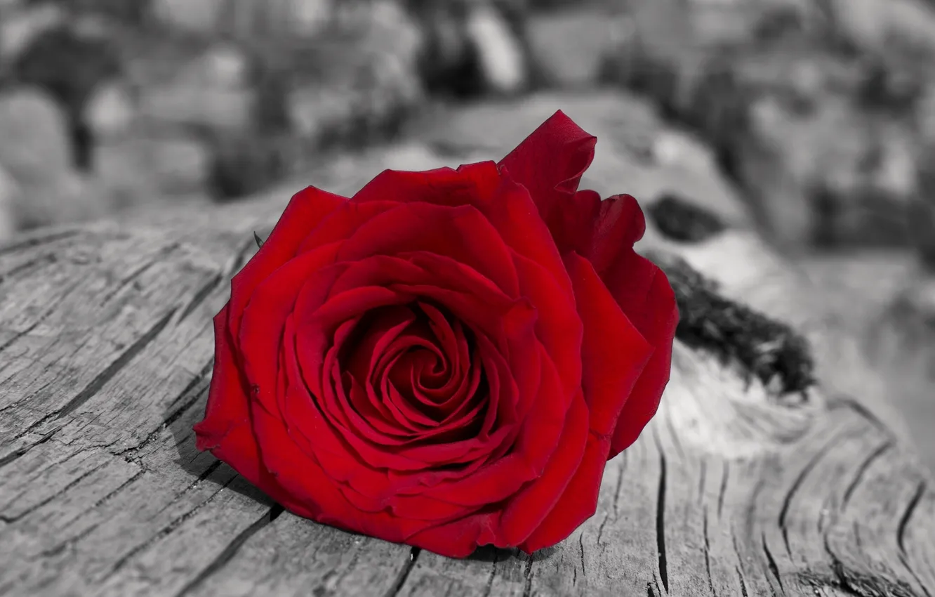 Photo wallpaper rose, Bud, scarlet rose