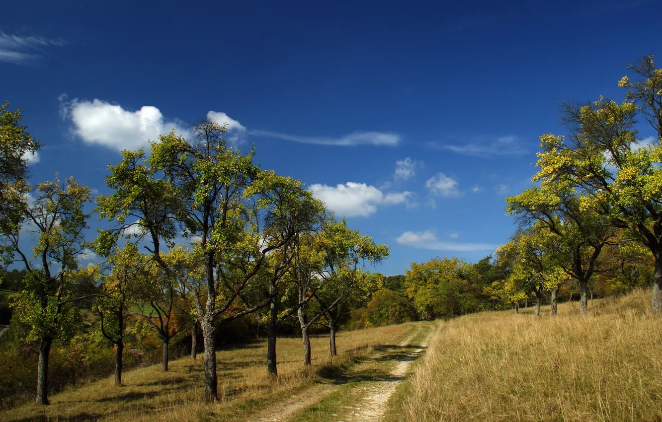 Photo wallpaper road, summer, the sky, trees