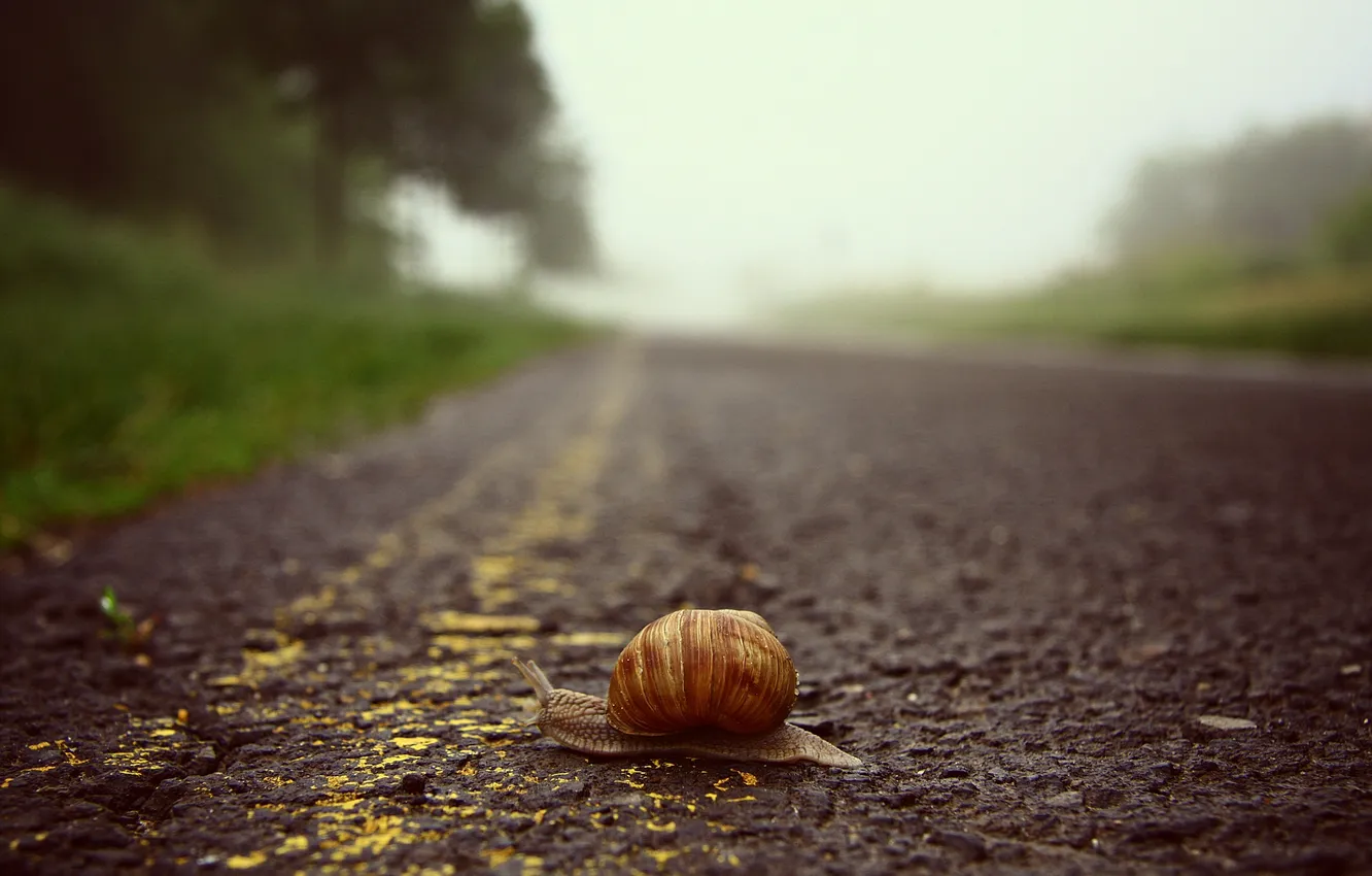 Photo wallpaper road, greens, snail, focus, roadside, crawling