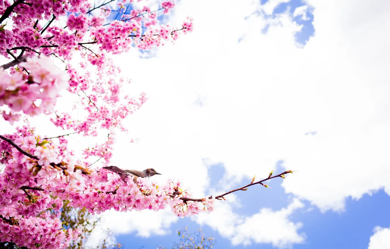 Photo wallpaper spring, petals, Sakura, bird, flowering
