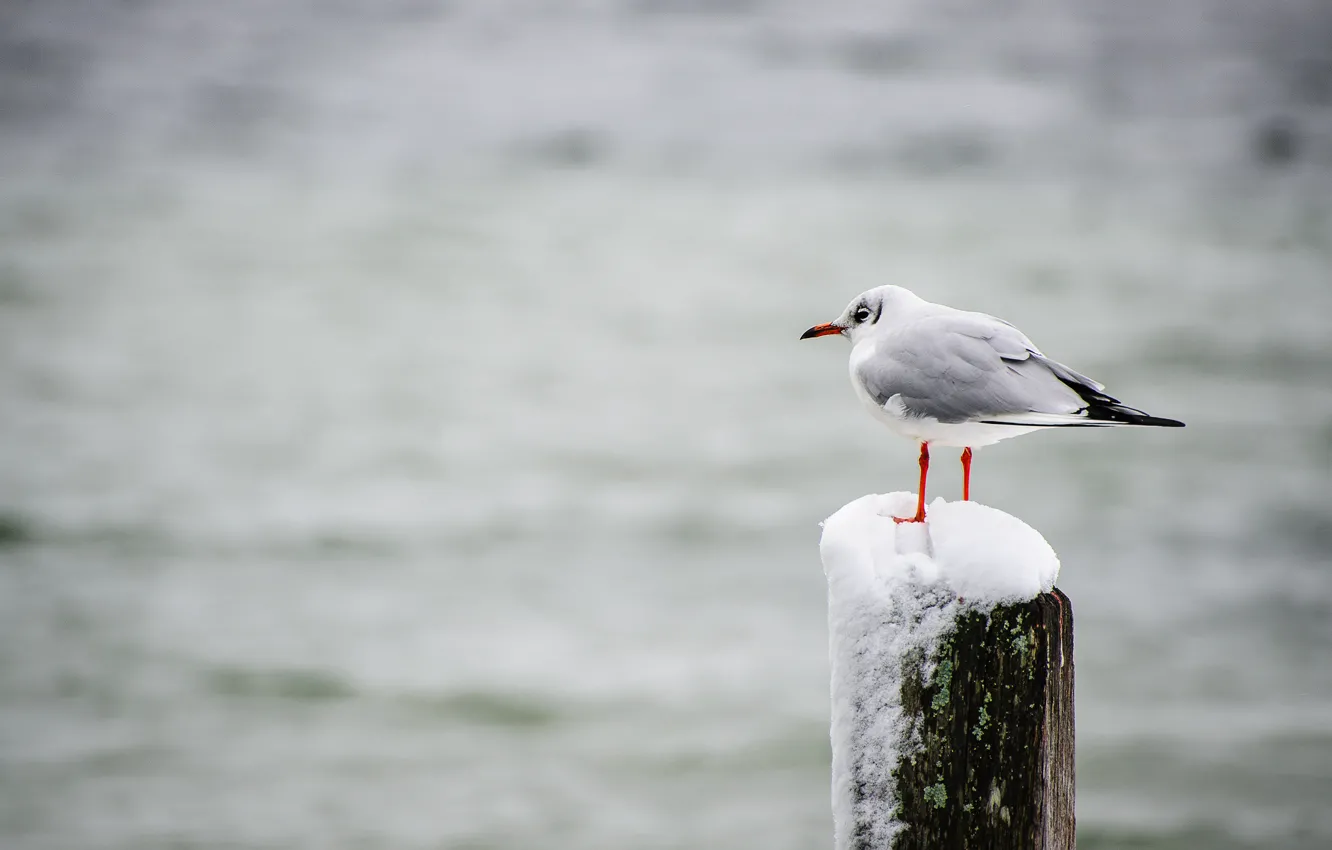 Photo wallpaper bird, winter, lake