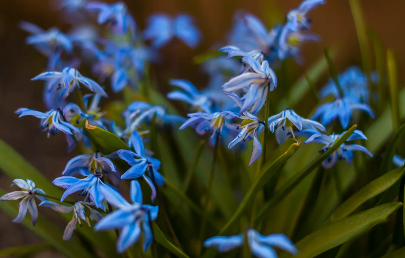 Photo wallpaper macro, flowers, spring
