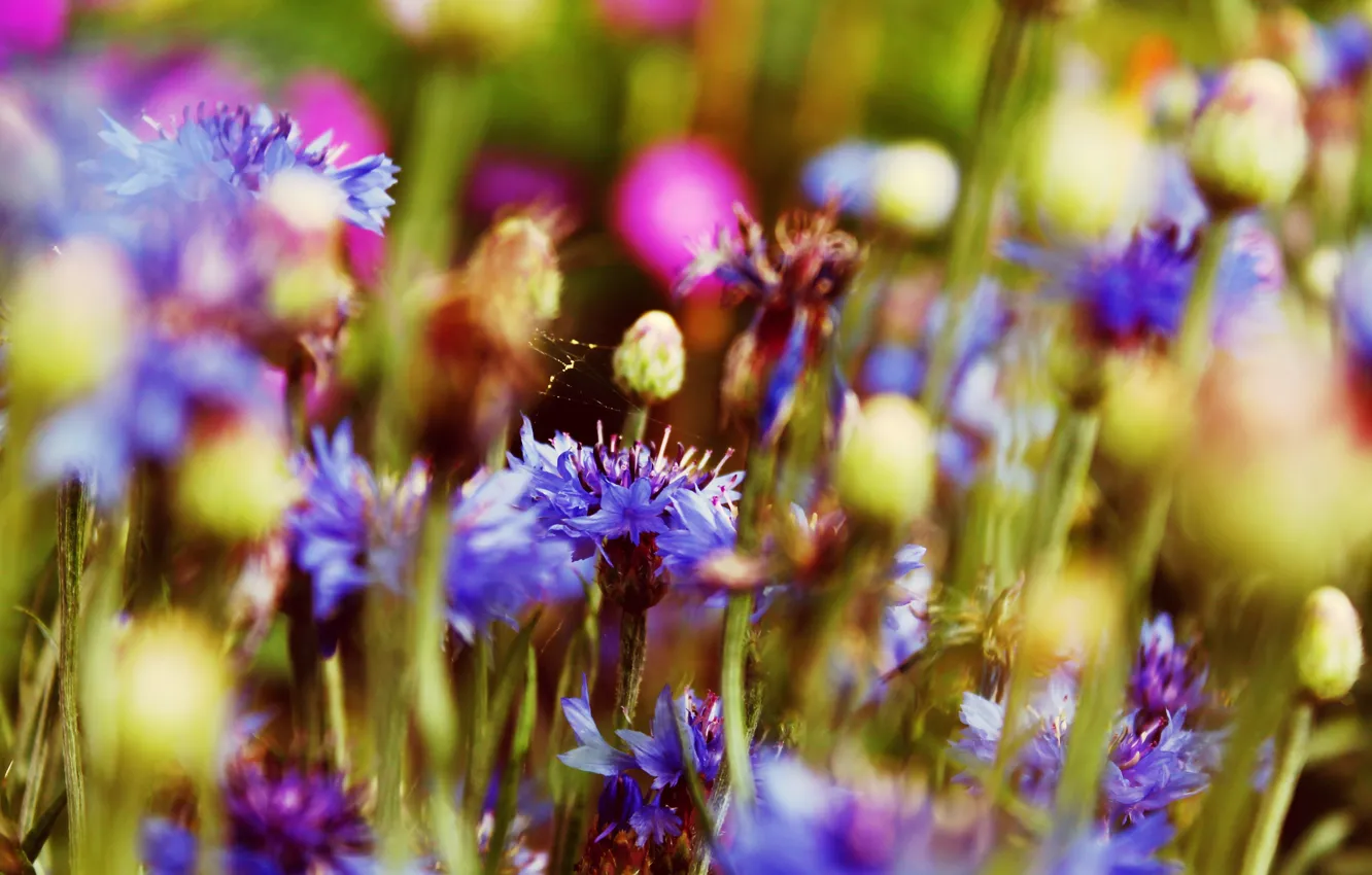 Photo wallpaper field, summer, flowers