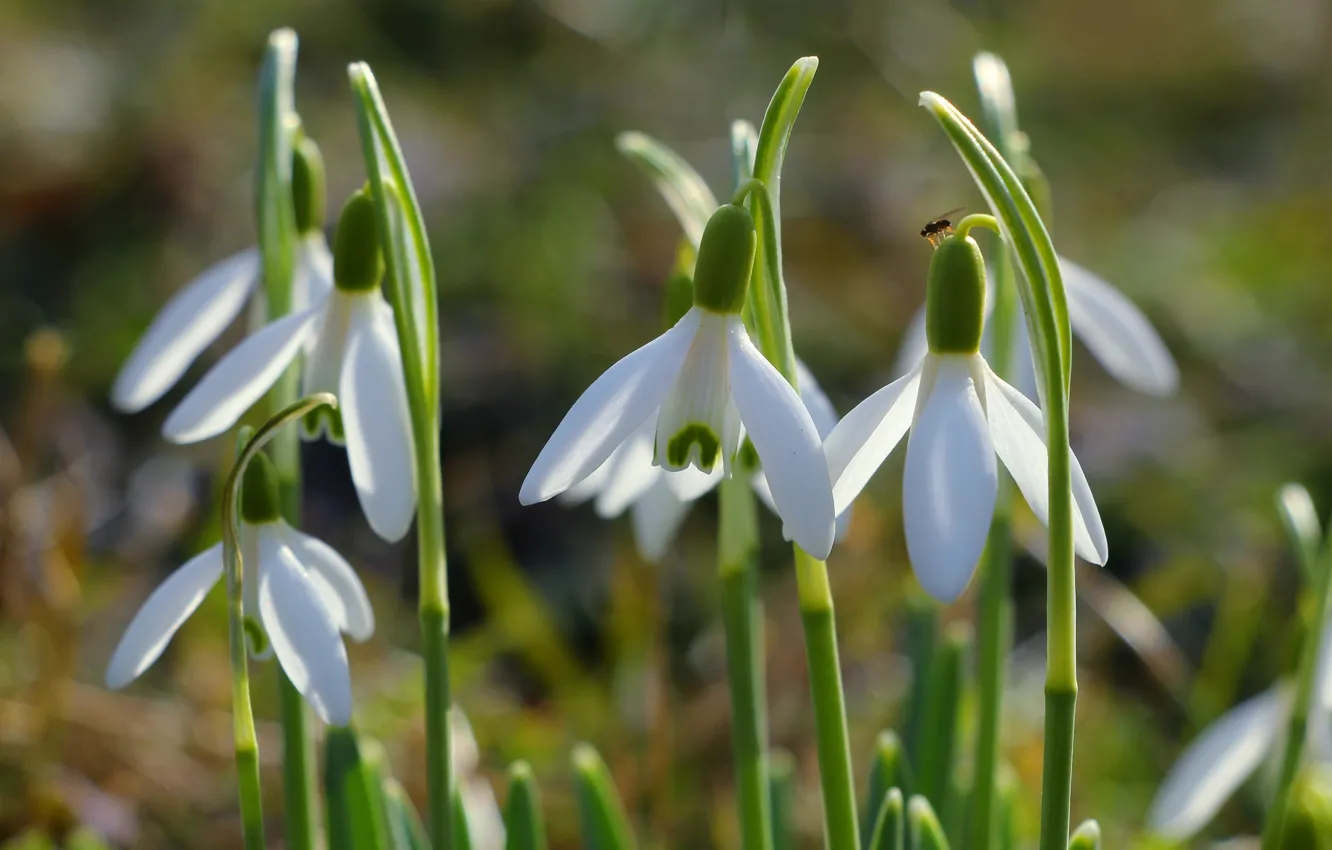 Photo wallpaper flower, garden, spring, snowdrop