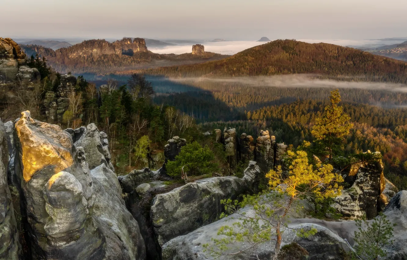 Photo wallpaper forest, mountains, fog